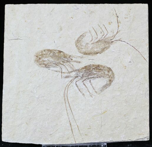 Cretaceous Fossil Shrimp Carpopenaeus - Lebanon #22868